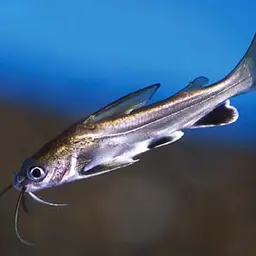 Tete Sea Catfish, photo 3