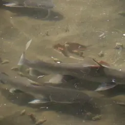 Tete Sea Catfish, photo 4