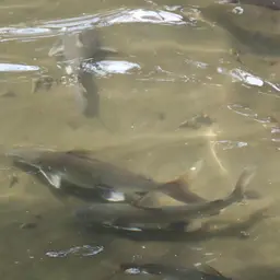 Tete Sea Catfish, photo 5