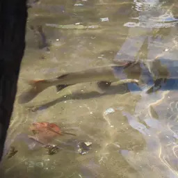 Tete Sea Catfish, photo 6