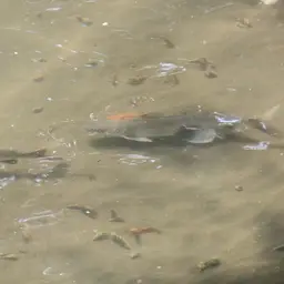Tete Sea Catfish, photo 7