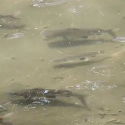 Tete Sea Catfish, photo 8