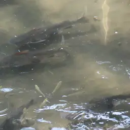 Tete Sea Catfish, photo 9