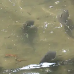 Tete Sea Catfish, photo 10