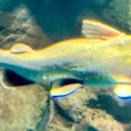 Tete Sea Catfish, photo 11