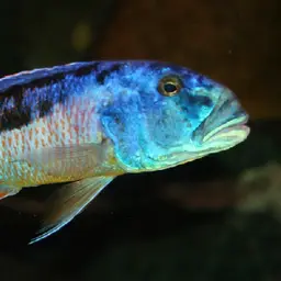 Malawi Hawk Cichlid