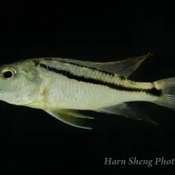 Malawi Hawk Cichlid, photo 2