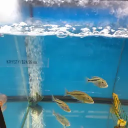 Malawi Hawk Cichlid, photo 3