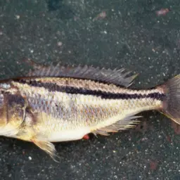 Malawi Hawk Cichlid, photo 4