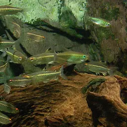 African Red-eyed Tetra