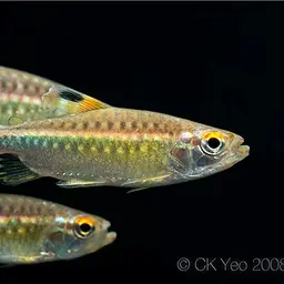 African Red-eyed Tetra, photo 2