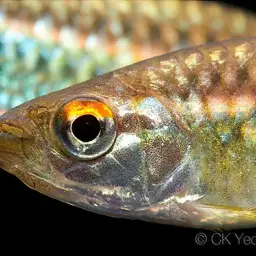 African Red-eyed Tetra, photo 3