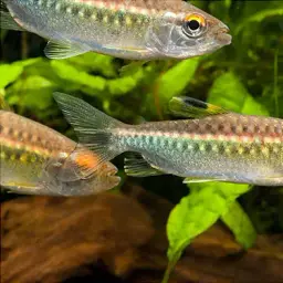 African Red-eyed Tetra, photo 4