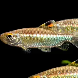 African Red-eyed Tetra, photo 5