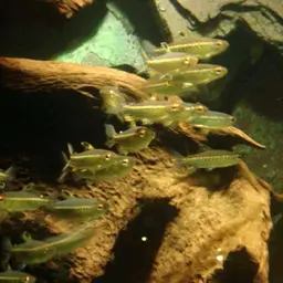 African Red-eyed Tetra, photo 6