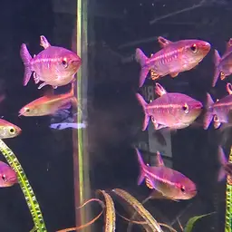 African Red-eyed Tetra, photo 7