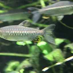 African Red-eyed Tetra, photo 8