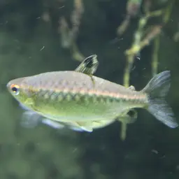 African Red-eyed Tetra, photo 9