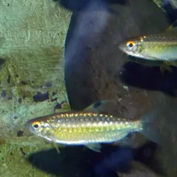 African Red-eyed Tetra, photo 10