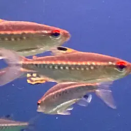 African Red-eyed Tetra, photo 11