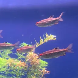 African Red-eyed Tetra, photo 12