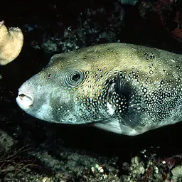 Blue-spotted Puffer, photo 1