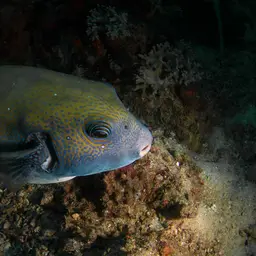 Blue-spotted Puffer, photo 3