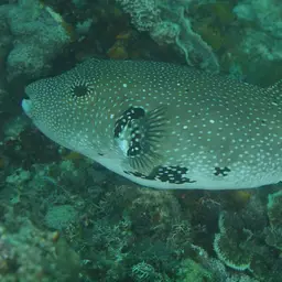 Blue-spotted Puffer, photo 4