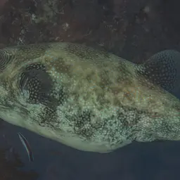 Blue-spotted Puffer, photo 5