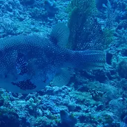 Blue-spotted Puffer, photo 6