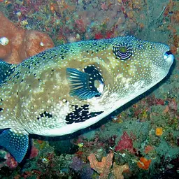 Blue-spotted Puffer, photo 7