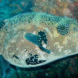 Blue-spotted Puffer, photo 8