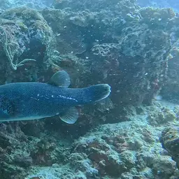 Blue-spotted Puffer, photo 9