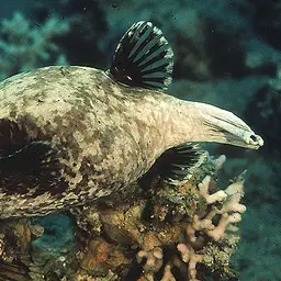 Masked Puffer