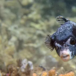 Masked Puffer, photo 2