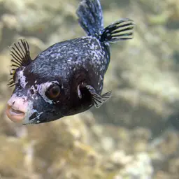 Masked Puffer, photo 3