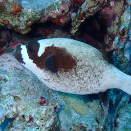 Masked Puffer, photo 4