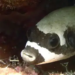 Masked Puffer, photo 5