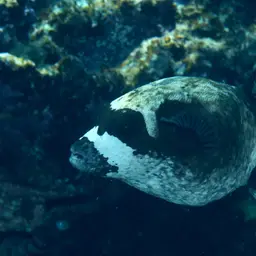 Masked Puffer, photo 6