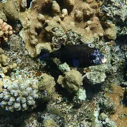Masked Puffer, photo 7