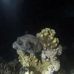 Masked Puffer, photo 8