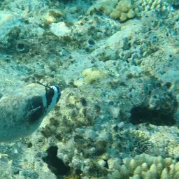 Masked Puffer, photo 9