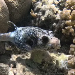 Masked Puffer, photo 10
