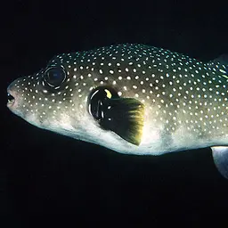 Whitespotted Puffer
