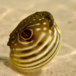 Whitespotted Puffer, photo 3