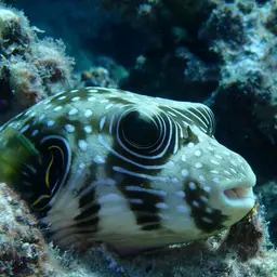 Whitespotted Puffer, photo 4