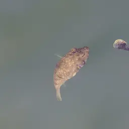 Whitespotted Puffer, photo 5
