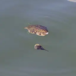 Whitespotted Puffer, photo 6