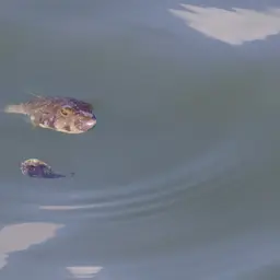 Whitespotted Puffer, photo 7