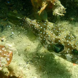 Whitespotted Puffer, photo 8